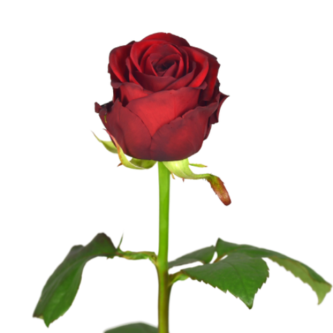 Red Rose