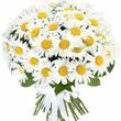 Summer daisies