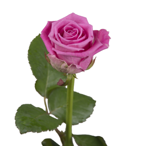 The rose is pink
