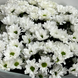 💐 в Полтаві за 990 грн - купити  в Полтаві з доставкою по всьому місту в інтернет магазині квітів та подарунків 🎁 Buket