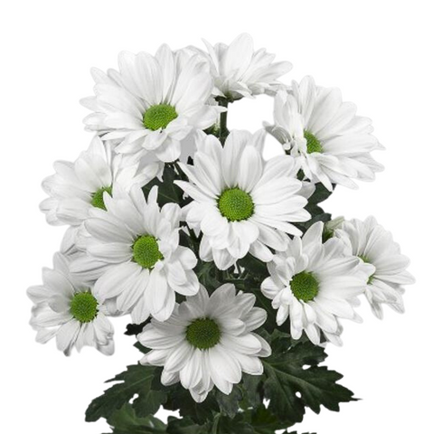 Chamomile chrysanthemum white