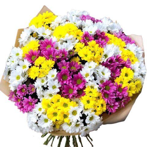 Chrysanthemum mix