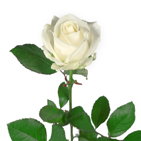 white rose